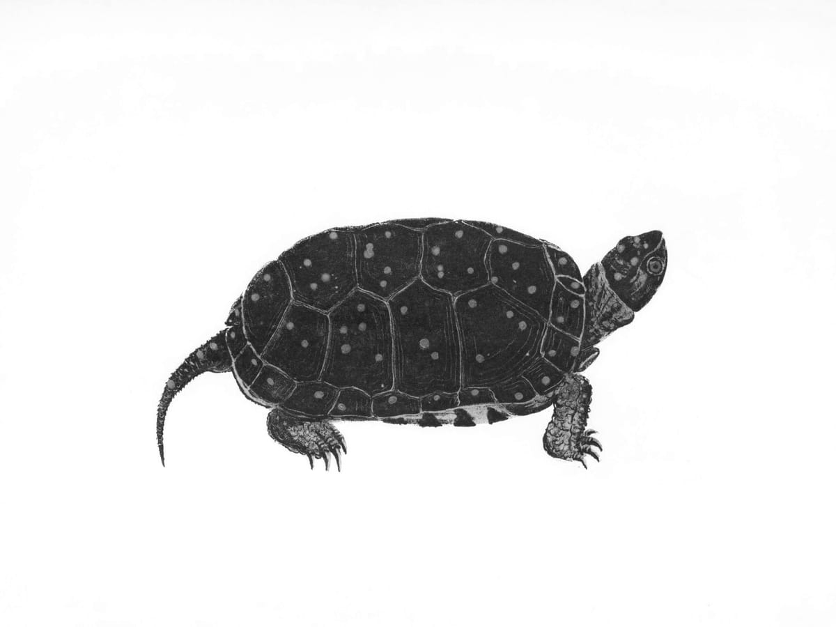 De schildpad